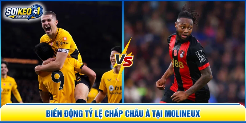 Biến động tỷ lệ chấp châu Á tại Molineux